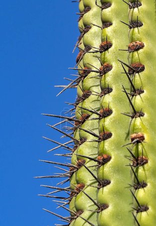 Tall cactus plant with large spikes isolated against a deep blue sky