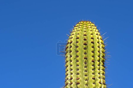 Haut d'une grande plante de cactus avec de grandes pointes isolées contre un ciel bleu profond