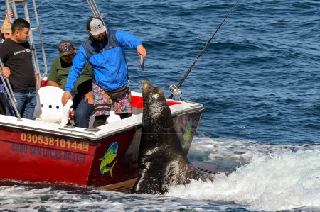 Téléchargez les photos : Cabo San Lucas, Mexique - 14 janvier 2024 : Grand phoque à l'arrière d'un bateau de pêche en mer. Une personne le nourrit d'un poisson. - en image libre de droit