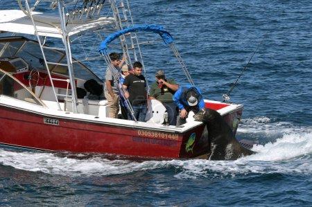 Téléchargez les photos : Cabo San Lucas, Mexique - 14 janvier 2024 : Grand phoque à l'arrière d'un bateau de pêche en mer à la recherche de nourriture. - en image libre de droit