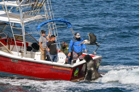 Téléchargez les photos : Cabo San Lucas, Mexique - 14 janvier 2024 : Grand phoque à l'arrière d'un bateau de pêche en mer qui recherche de la nourriture. Une grande bande s'écroule derrière le bateau à la recherche de poissons. - en image libre de droit
