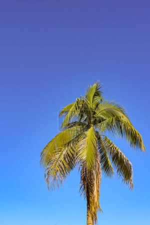 Palm tree isolated against a deept blue sky. Copy space. No people.