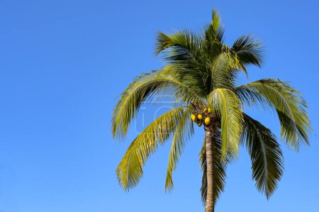 Coconut palm tree isolated against a deep blue sky. Copy space. No people.