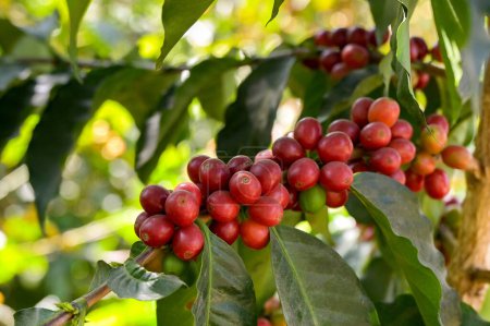 Ripe red coffee beans on a plant in a plantation in south America