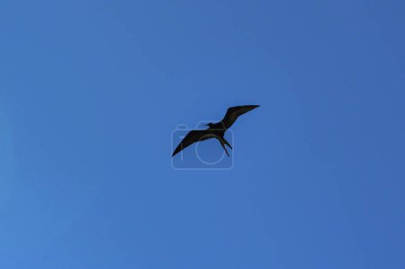 Silhouette of a frigate bird isolated on a deep blue sky