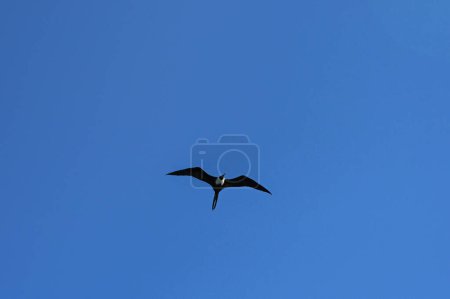 Silhouette of a frigate bird isolated on a deep blue sky