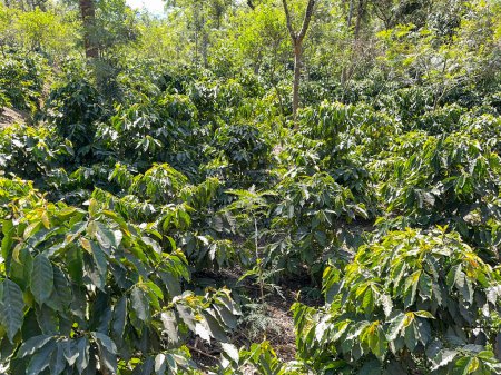 Plantas de granos de café en una plantación en América del Sur. No hay gente.