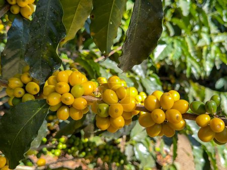 Granos de café amarillos maduros en una plantación en América del Sur