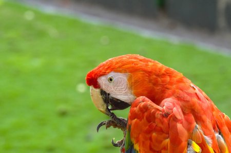 Portrait of a parrot with orange feathers