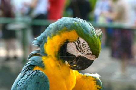 Close up view of a parrot's head