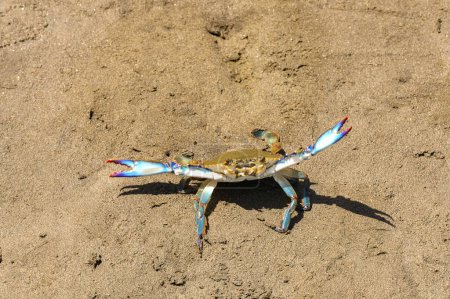 Petit crabe en position défensive sur une plage de sable