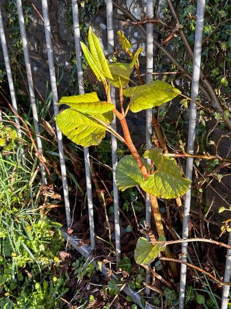 Stems and leaves of the invasive perennial plant Japanese knotweed or Fallopia Japonica