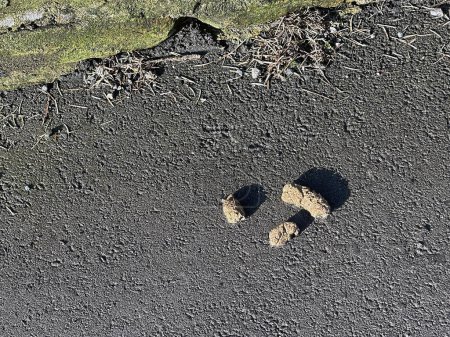 Dog faeces on the pavement of a residential area