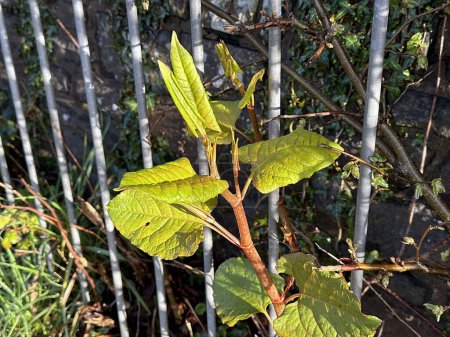 Close up view of the invasive perennial plant Japanese knotweed or Fallopia Japonica