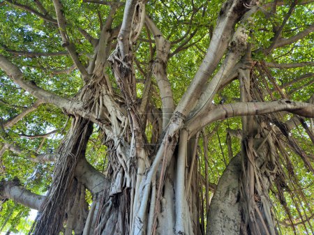 Close up view of the trunk of an old Banyan tree