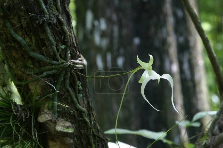 Téléchargez les photos : Orchidée fantôme - Dendrophylax lindenii - à Fakahatchee Strand State Preserve, Floride en fleurs.. - en image libre de droit