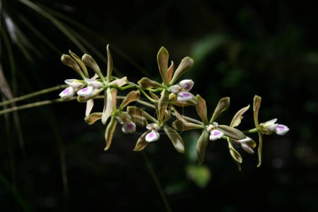 Téléchargez les photos : Orchidée papillon - Encyclia tampensis - en fleurs à Fakahatchee Strand State Preserve, Floride. - en image libre de droit