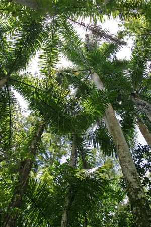 Foto de Stand of Royal Palms - Roystonea oleracea - en Fakahatchee Strand State Preserve, Florida. - Imagen libre de derechos