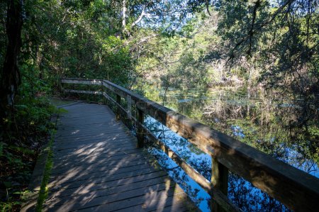 Foto de Paseo marítimo Gumbo Limbo Trail en el Parque Nacional Everglades en la tranquila mañana soleada sobre aserrín y lirios de agua. - Imagen libre de derechos