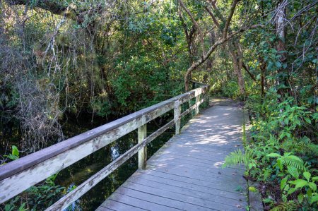 Foto de Paseo marítimo Gumbo Limbo Trail en el Parque Nacional Everglades en la tranquila mañana soleada sobre aserrín y lirios de agua. - Imagen libre de derechos