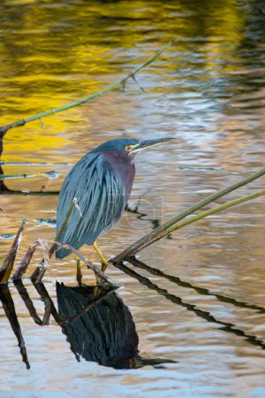 Foto de Green Heron - Butorides virescens - in Green Cay Nature Center Wetlands in Boynton Beach, Florida.. - Imagen libre de derechos