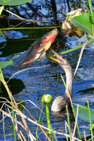 Photo for Anhinga - Anhinga anhinga - with large fish impaled on its beak in water beside Anhinga Trail in Everglades National Park, Florida. - Royalty Free Image