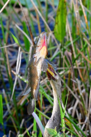 Photo for Anhinga - Anhinga anhinga - with large fish impaled on its beak in water beside Anhinga Trail in Everglades National Park, Florida. - Royalty Free Image