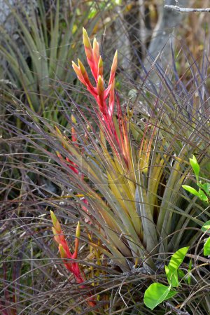 Foto de Colorida flor roja y amarilla de bromelias - Tillandsia fasciculata - en el Parque Nacional Everglades, Florida. - Imagen libre de derechos