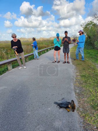 Photo for Homestead, Florida - Feb 11, 2023 - visitors to Everglades National Park observe Anhinga consuming large fish on Anhinga Trail on sunny afternoon. - Royalty Free Image