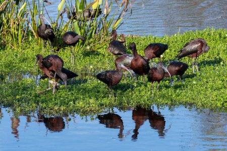 Téléchargez les photos : Groupe d'Ibis brillants - Plegadis falcinellus - dans les zones humides de Wakodahatchee, Floride par un après-midi ensoleillé clair.. - en image libre de droit