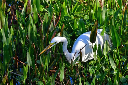 Téléchargez les photos : Grande aigrette - Ardea alba - chasse au milieu des plantes aquatiques dans les zones humides de Wakodahatchee, Floride. - en image libre de droit