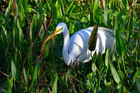 Téléchargez les photos : Grande aigrette - Ardea alba - chasse au milieu des plantes aquatiques dans les zones humides de Wakodahatchee, Floride. - en image libre de droit