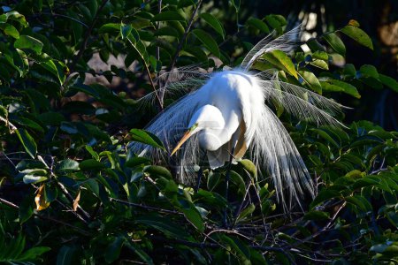 Téléchargez les photos : Grande aigrette - Ardea alba - en plumage de reproduction dans les zones humides de Wakodahatchee, Floride. - en image libre de droit