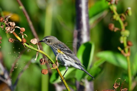 Foto de Yellow-rumped Warbler - Dendroica coronata - in Green Cay Nature Center and Wetlands, Boynton Beach, Florida. - Imagen libre de derechos