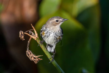 Photo for Yellow-rumped Warbler - Dendroica coronata - in Green Cay Nature Center and Wetlands, Boynton Beach, Florida. - Royalty Free Image