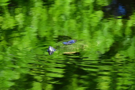 Photo for Florida Cooter - Pseudemys floridana - amidst bright green reflections in wetlands of Green Cay Nature Center in Boynton Beach, Florida. - Royalty Free Image