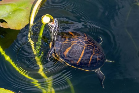 Photo for Florida Redbelly Turtle - Pseudemys nelsoni - eating water lily on Anhinga Trail in Everglades National Park, Florida. - Royalty Free Image