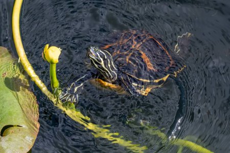 Foto de Florida Redbelly Turtle - Pseudemys nelsoni - comer nenúfar en Anhinga Trail en el Parque Nacional Everglades, Florida. - Imagen libre de derechos