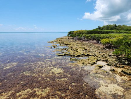 Coral rock and mangrove coast of Tavernier Key, Florida on calm sunny afternoon at low tide.