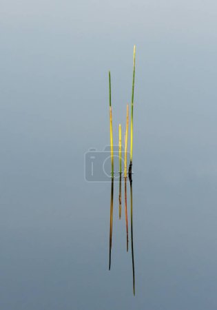 Reeds in soft morning light reflected in calm water of Florida wetlands in Green Cay Nature Center in Boynton Beach.