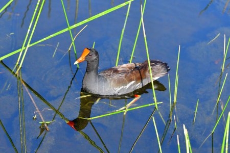 Photo for Common Gallinule - Gallinula galeata - swimming amidst reeds of Green Cay Nature Center wetlands in Boynton Beach, Florida. - Royalty Free Image