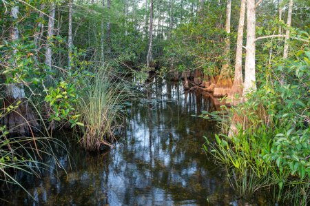 Foto de Agua que fluye en ciprés pantano en el Parque Nacional Everglades, Florida al amanecer. - Imagen libre de derechos