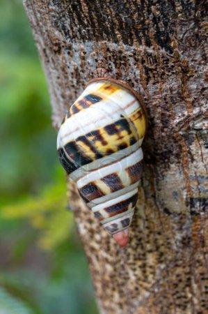 Téléchargez les photos : Liguus Tree Snail - Liguus fasciatus - sur Gumbo Limbo Tree - Bursera simaruba dans le parc national des Everglades, Floride. - en image libre de droit