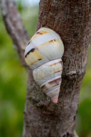 Foto de Liguus Tree Snail - Liguus fasciatus - en Gumbo Limbo Tree - Bursera simaruba en el Parque Nacional Everglades, Florida. - Imagen libre de derechos
