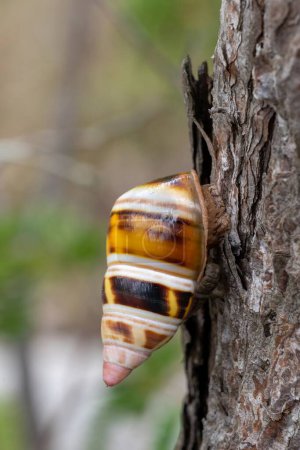 Foto de Liguus Tree Snail - Liguus fasciatus - en Gumbo Limbo Tree - Bursera simaruba en el Parque Nacional Everglades, Florida. - Imagen libre de derechos