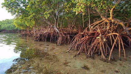 Red Mangrove Árboles y raíces en aguas poco profundas en Bear Cut on Key Biscayne, Florida a primera hora de la mañana.