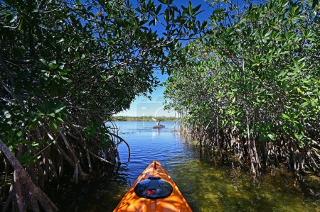 Woman kayaking through mangrove arch on Nine Mile Pond in Everglades National Park, Florida on cloudless sunny autumn afternoon.