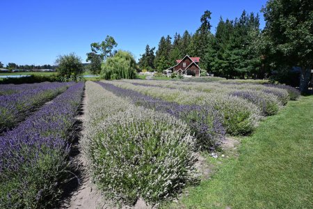 Photo for Sequim, Washington - August 3, 2023 - Scenic lavender farm and fields on clear sunny summer day. - Royalty Free Image