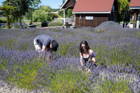 Photo for Sequim, Washington - August 3, 2023 - Young couple picks lavender flowers in fields on clear sunny summer day. - Royalty Free Image