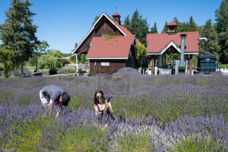 Photo for Sequim, Washington - August 3, 2023 - Young couple picks lavender flowers in fields on clear sunny summer day. - Royalty Free Image